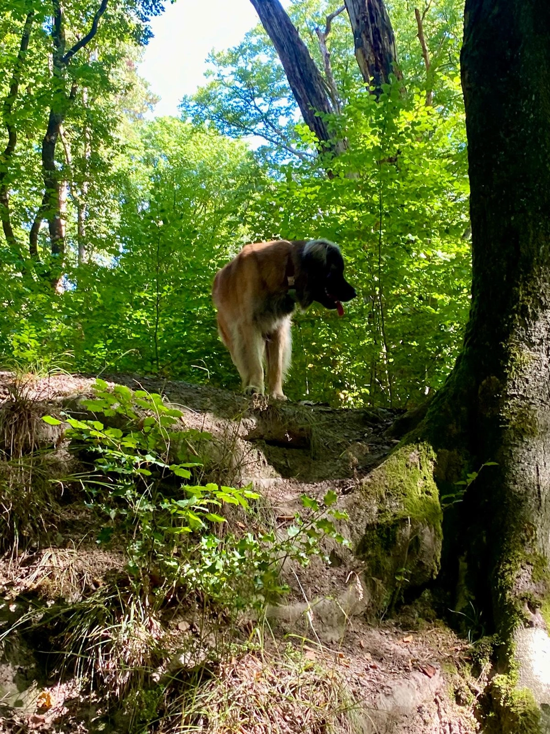 Silvia Packheiser - Hundezucht - Hund